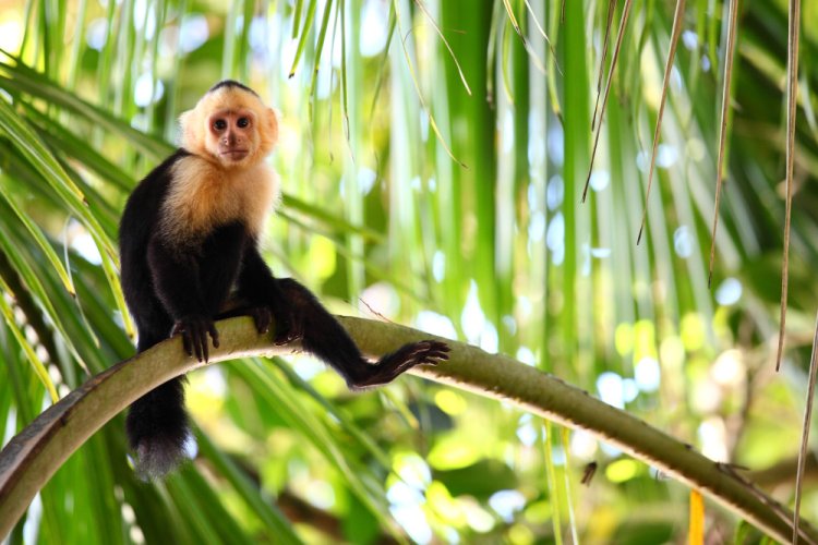 Varíola dos macacos: RS confirma 3º caso de no Brasil